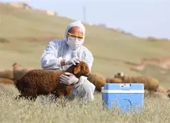 image-baytar