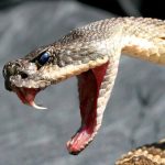 image-deadly-rattlesnake-showing-fangs