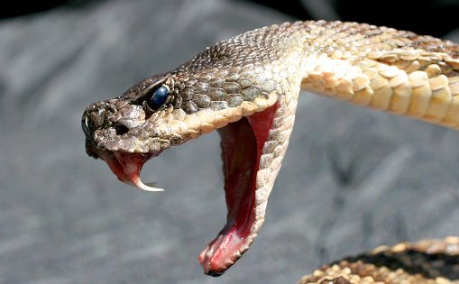 image-deadly-rattlesnake-showing-fangs