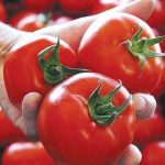image-pomidor_0124