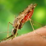 image-anopheles_albimanus_mosquito