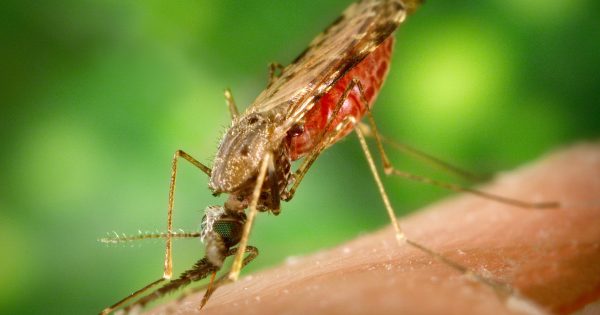 image-anopheles_albimanus_mosquito