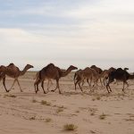 image-dromedary_camel