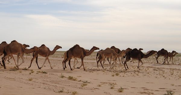 image-dromedary_camel